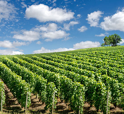 Vin du Jura bio à Arbois